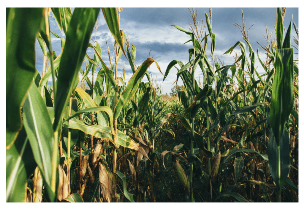 Atrazine, an Herbicide Yielding More Than Just Corn